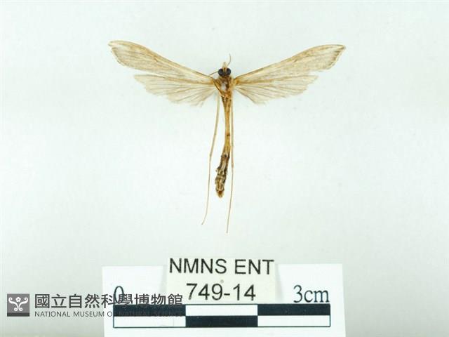 東方單羽蛾藏品圖，第2張