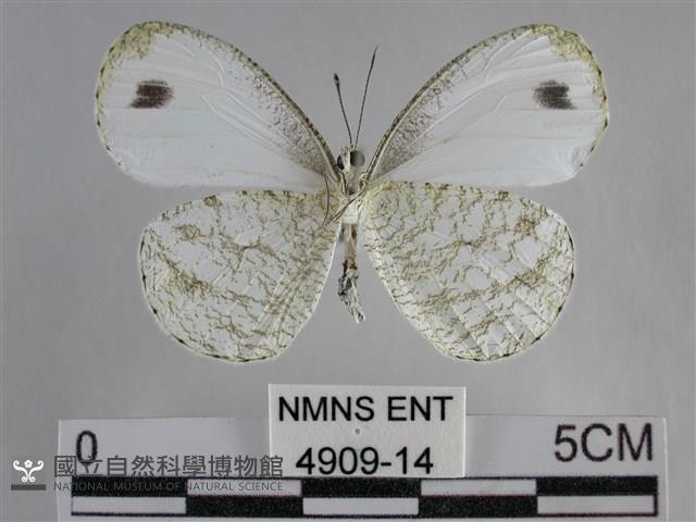 纖粉蝶、黑點粉蝶藏品圖，第2張