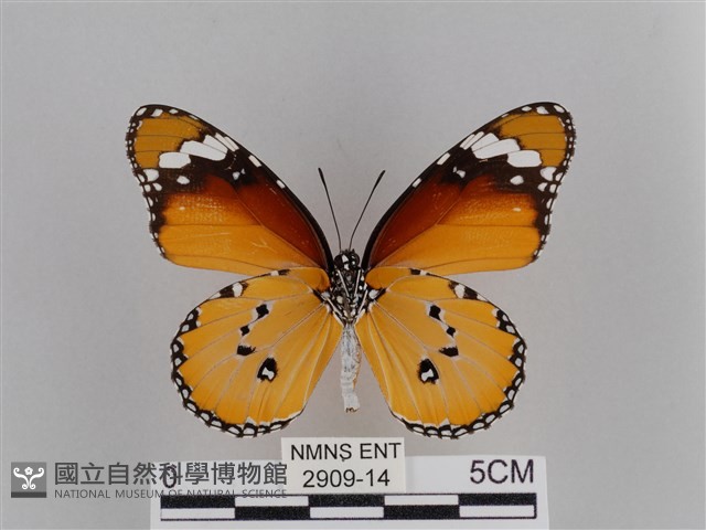 樺斑蝶藏品圖，第2張