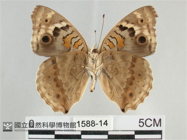 青眼蛺蝶、孔雀青蛺蝶藏品圖，第2張