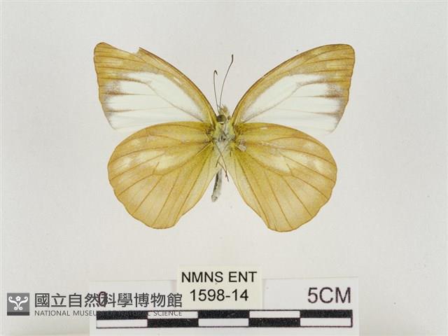 淡褐脈粉蝶藏品圖，第2張