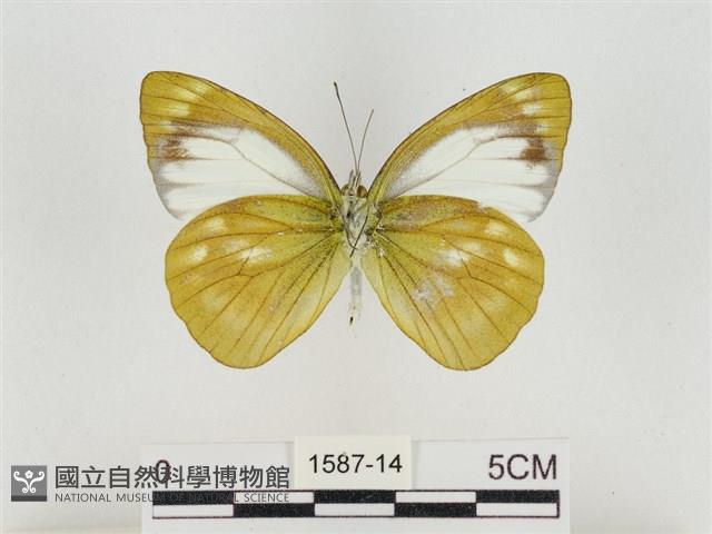 淡褐脈粉蝶藏品圖，第2張