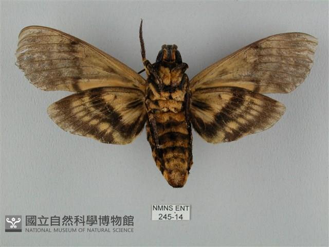 鬼臉天蛾藏品圖，第2張