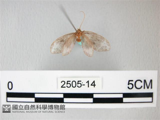 臺灣卵翅蛾藏品圖，第2張