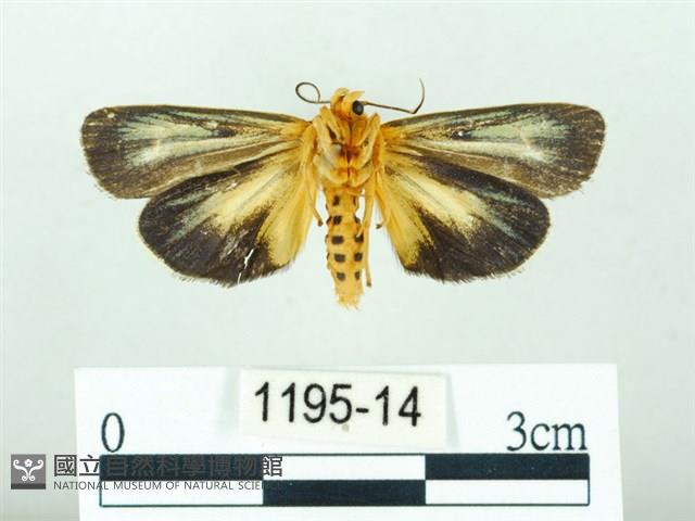 黃肩奇蛾藏品圖，第2張
