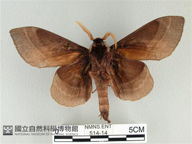 松大毛蟲藏品圖，第2張