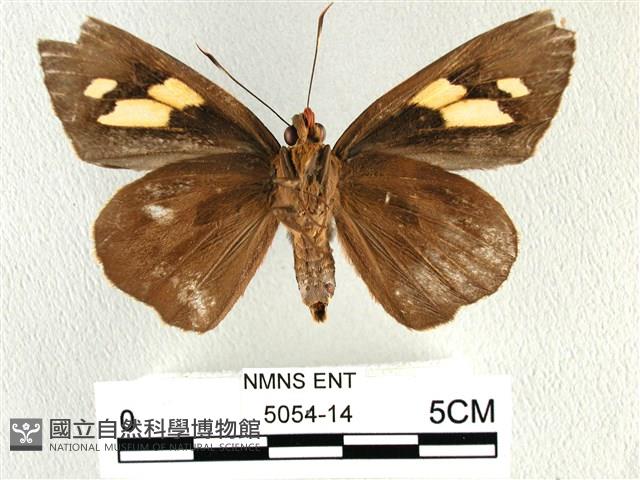 香蕉弄蝶藏品圖，第2張