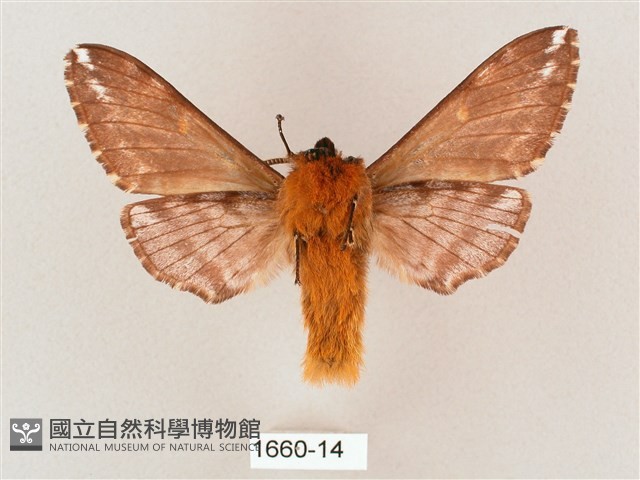 井上氏絨毛天蛾藏品圖，第2張