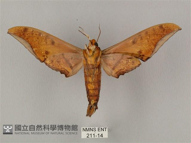 裂斑鷹翅天蛾藏品圖，第2張