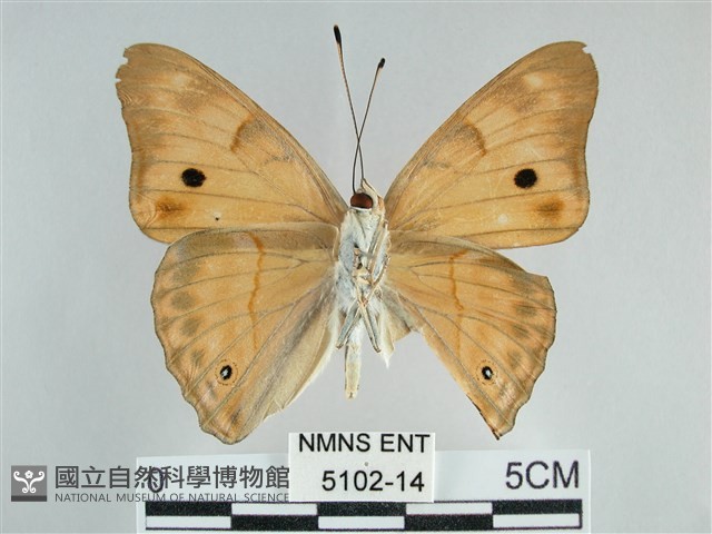 金鎧蛺蝶藏品圖，第2張