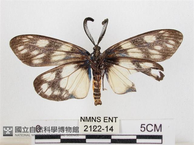 蓬萊茶斑蛾藏品圖，第2張