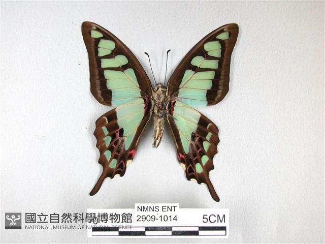 寬帶青鳳蝶藏品圖，第2張