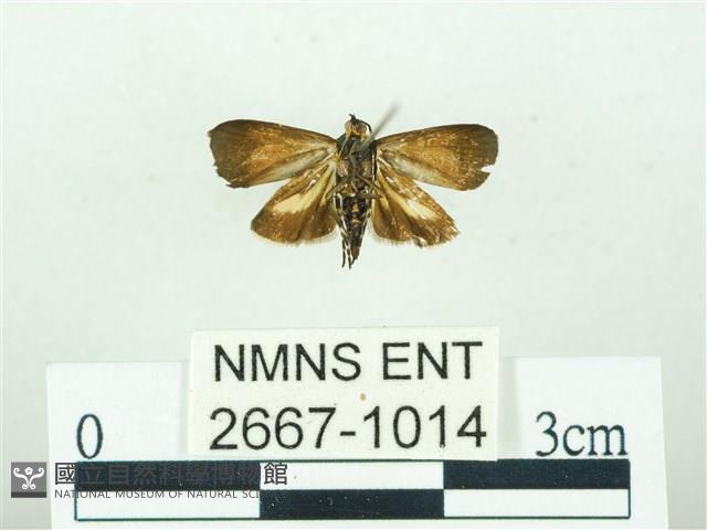 叉紋閃舞蛾藏品圖，第2張