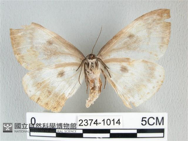 圓翅大鉤蛾藏品圖，第2張