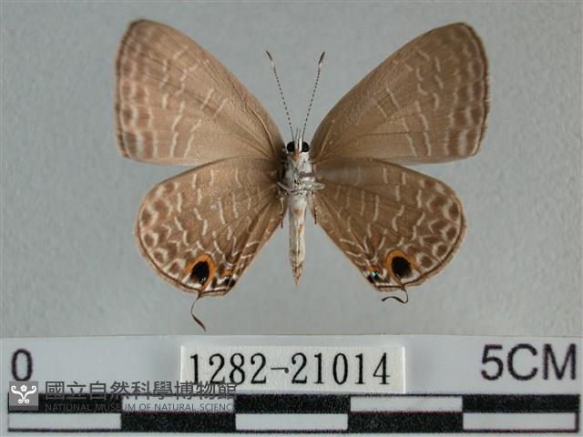 雅波灰蝶藏品圖，第2張