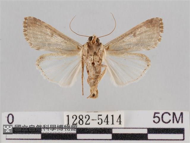 斜紋夜盜蛾藏品圖，第2張