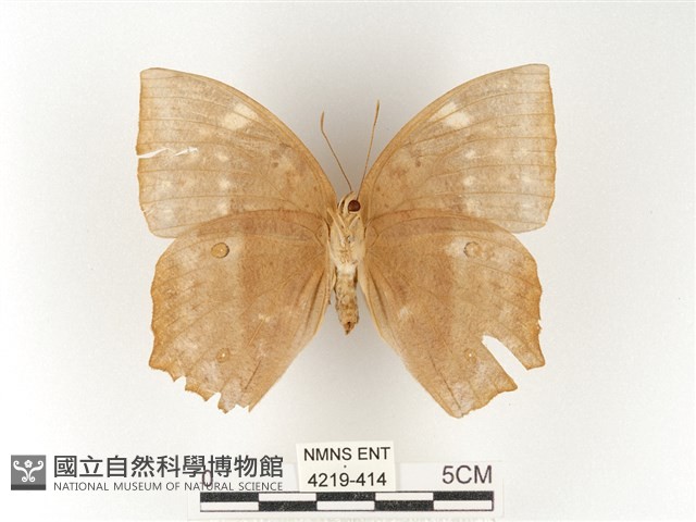 方環蝶藏品圖，第2張