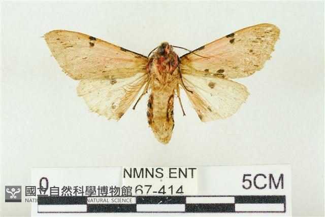 棍棒污燈蛾藏品圖，第2張