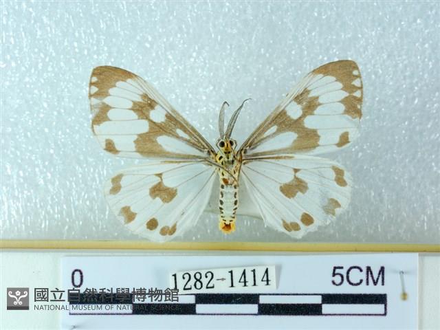 粉蝶燈蛾藏品圖，第2張