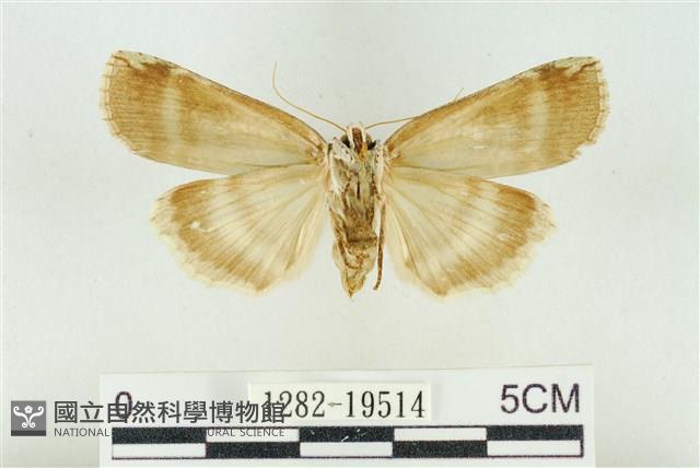 臺洒波紋蛾藏品圖，第2張