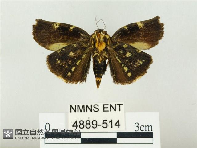 燄駝蛾藏品圖，第2張