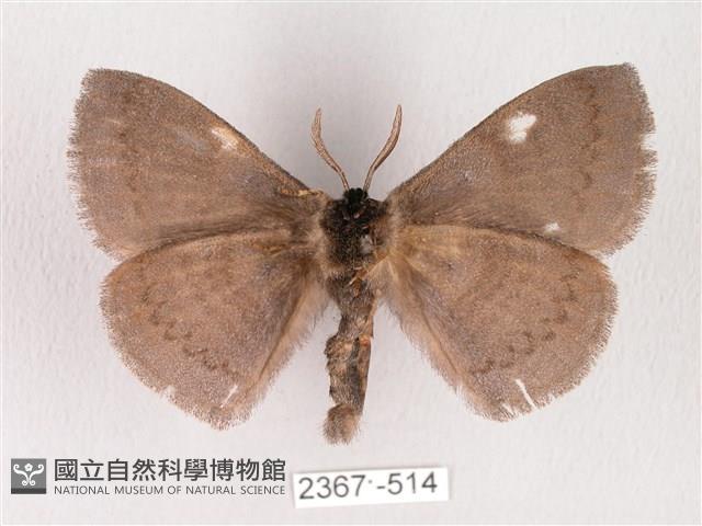 蓬萊灰紋帶蛾藏品圖，第2張