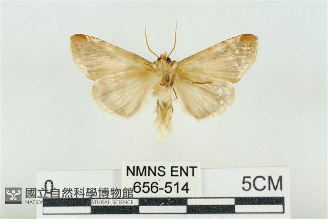 印華波紋蛾藏品圖，第2張