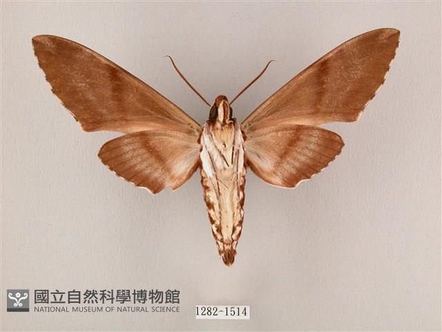 粗斜紋天蛾藏品圖，第2張