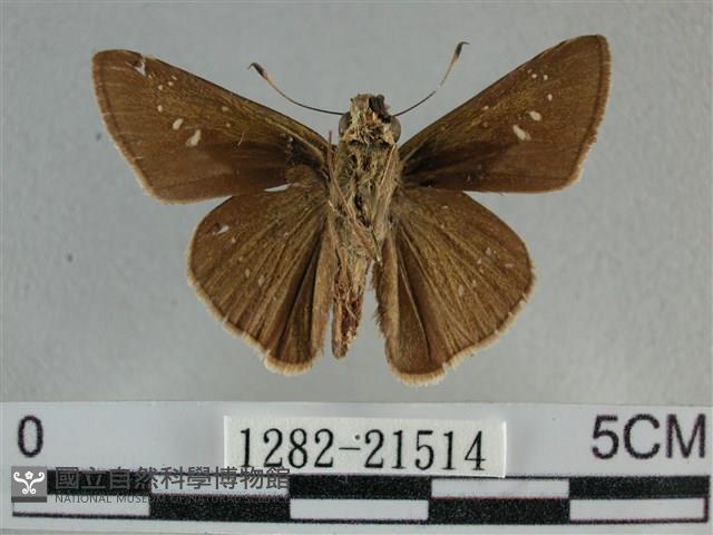 尖翅褐弄蝶藏品圖，第2張