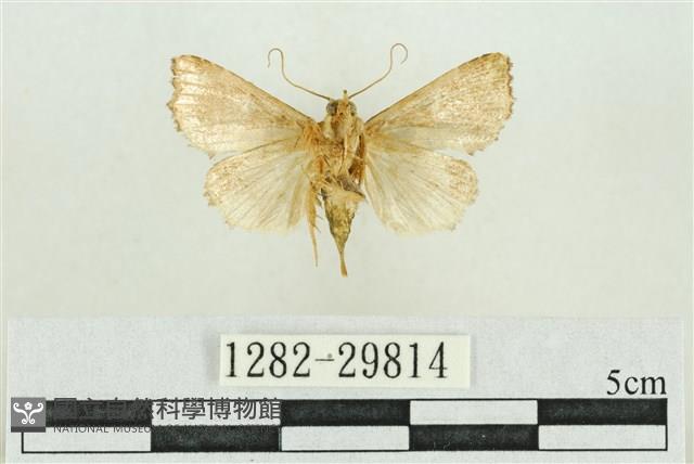 弧角散紋夜蛾藏品圖，第2張