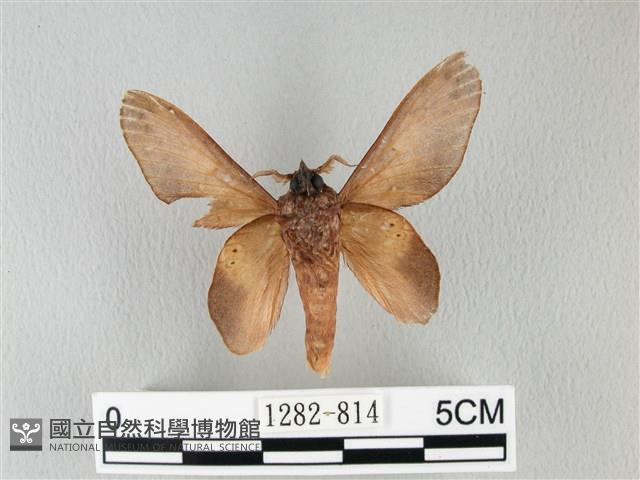 緣斑枯葉蛾藏品圖，第2張