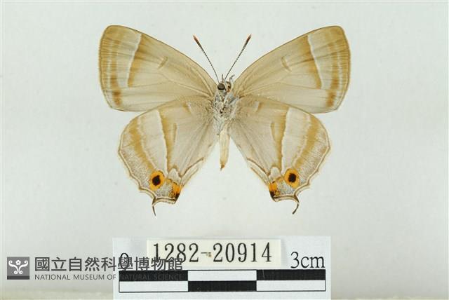 黃閃翠灰蝶藏品圖，第2張