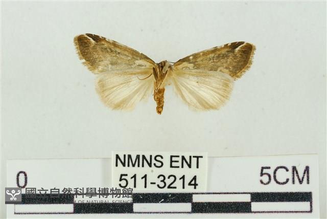 臺美波紋蛾藏品圖，第2張