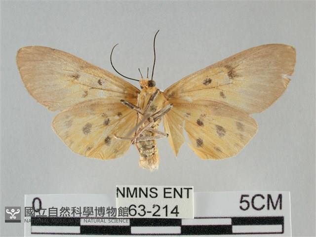 一點擬燈蛾藏品圖，第2張