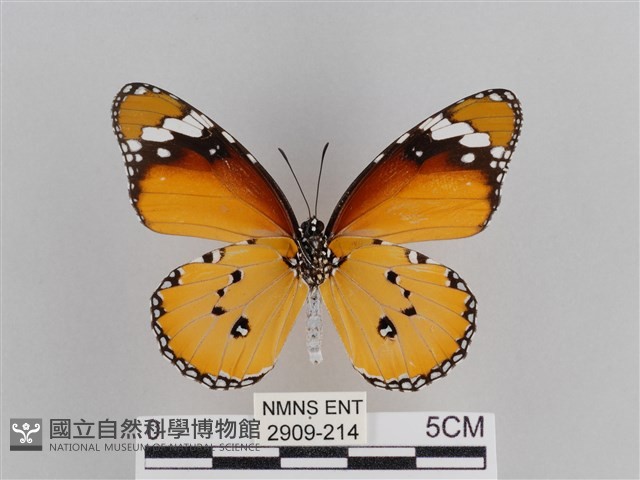 樺斑蝶藏品圖，第2張