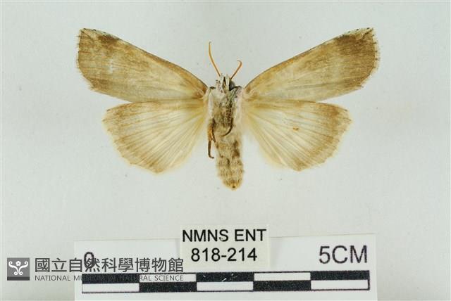 臺洒波紋蛾藏品圖，第2張