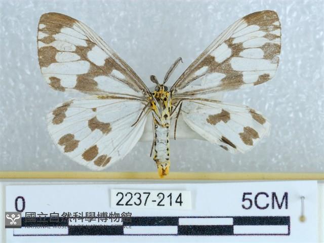 粉蝶燈蛾藏品圖，第2張