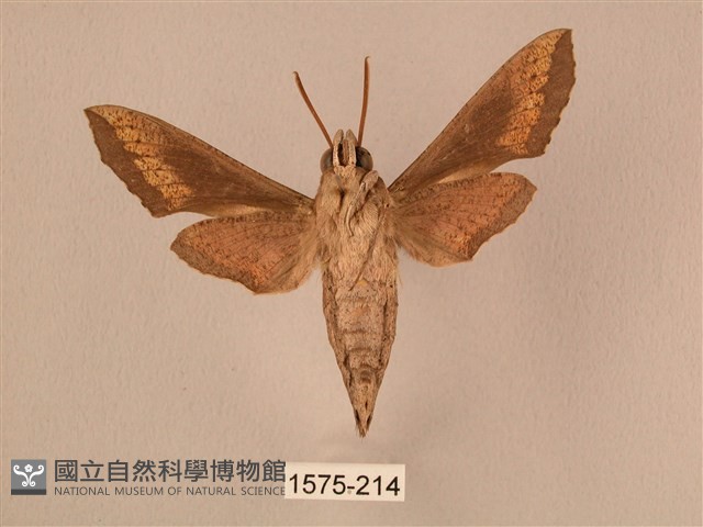 斜線天蛾藏品圖，第2張