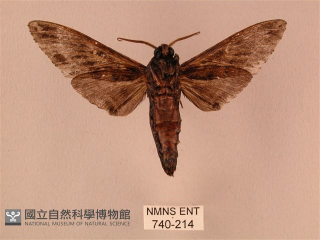 白星天蛾藏品圖，第2張