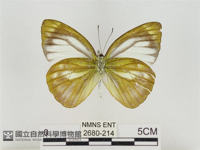淡褐脈粉蝶藏品圖，第2張