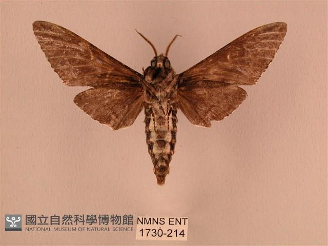 白星天蛾藏品圖，第2張