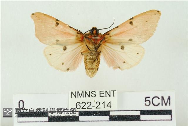 棍棒污燈蛾藏品圖，第2張