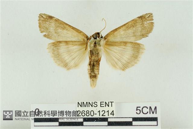 臺洒波紋蛾藏品圖，第2張