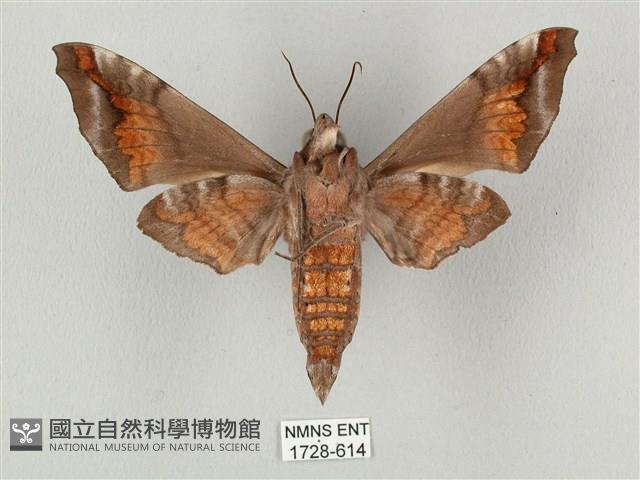 半緣缺角天蛾藏品圖，第2張