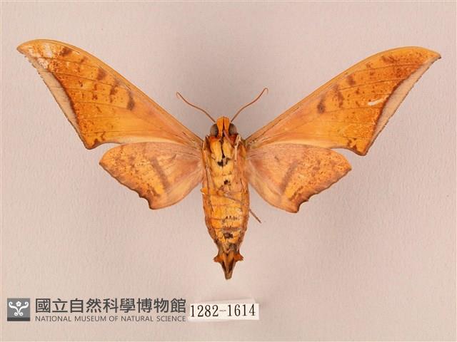 裂斑鷹翅天蛾藏品圖，第2張