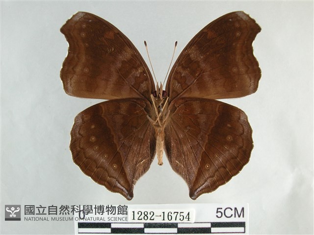 黯眼蛺蝶藏品圖，第2張