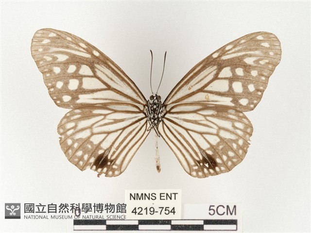 絹斑蝶藏品圖，第2張