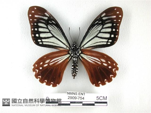 斑鳳蝶藏品圖，第2張