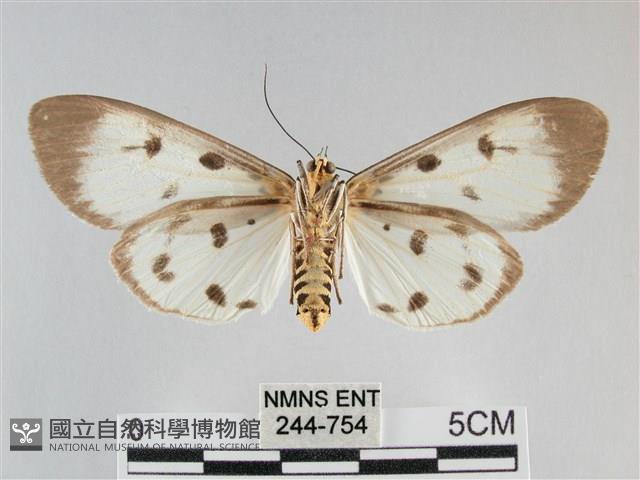 長斑擬燈蛾藏品圖，第2張