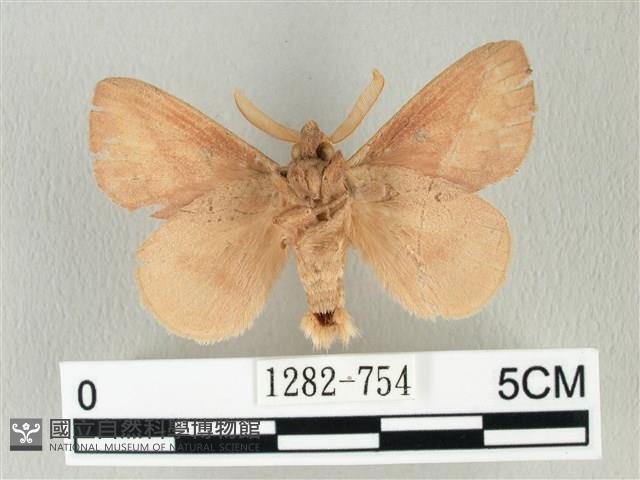 淡紋斜帶枯葉蛾藏品圖，第2張